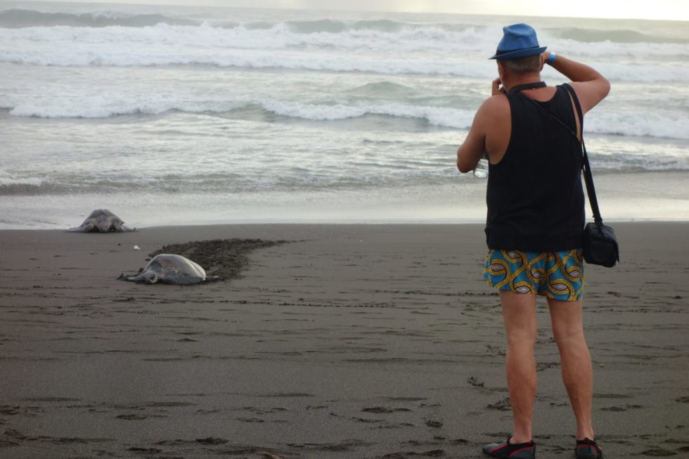 Watch-the-Sea-Turtles-Hatching-and-Nesting