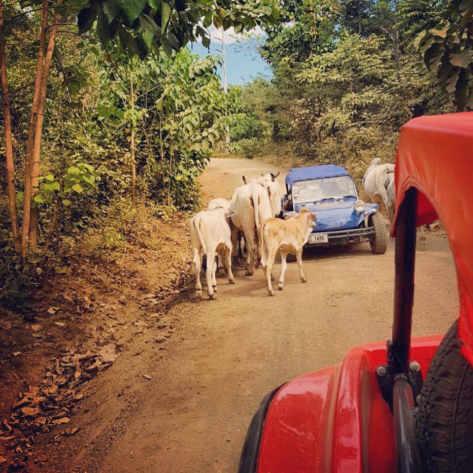 culture-buggy-tour-4